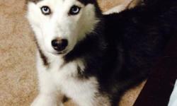 AKC Registered grey/white unspayed Siberian Husky. 10 months old.