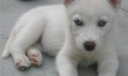 one FEMALE WHITE BLUE EYES AKC 8 weeks old
Price $800. NEG/O.B.O. Cash, checks,CC or paypal (+ fee) We provide nothing but the best for our little ones, Home family environment raised with lots of TLC- Not A Puppy Mill.. We produce Happy, Loving, Healthy