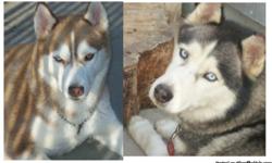 2 MALES LEFT. AKC, Top quality that meets the Siberian Husky standards, raised with TLC in family environment. We provide nothing but the best for our little ones. We produce Happy, Loving, Healthy puppies. Will have current shots & deworming. Some potty