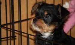 Silky-Yorkie Puppies&nbsp; 9 weeks old, 2 females, 1 male.&nbsp; 1st and 2nd shots, kennel cough vaccine, wormed, tails docked. First vet. wellness check.&nbsp; Socialized, loving, playful.&nbsp; Looking for forever's homes.&nbsp;&nbsp; $500.00 to