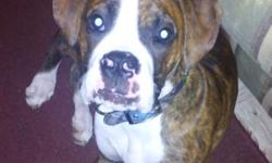 Male boxer payed 650.00 asking 350.00 to good home. House broken great with kids n other animals very loving have to get rid of him because we can not have him ware we live. Call any time or best offer.3024420190