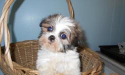 Small, sweet Shih-Tzu males.&nbsp; Around 4 to 6 pounds full grown.&nbsp; Great with kids and outgoing.&nbsp; Up to date on shots and worming.&nbsp; CKC papers and shot records.&nbsp; --