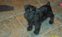 These little guy is the only one left his mom is a Toy Schnauzer 10 inches high she is all Black and 10pds&nbsp;the dad is a Yorkie 7pds Tan and Black... He has been Vet checked had 2 parvo shots he come with shot record food toy and some info on this