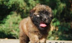 1 Male Soft Coated Wheaten Terrier born on 6-5-11. UTD on shots and comes with a health warranty.
*?* Credit Cards Accepted (Visa/MasterCard???)
** Financing Available (Please Inquire)
** Shipping Available
** Microchipped? ?
** APRI Registered
For More