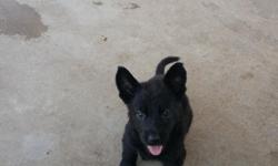 solid black AKC german shepherd puppies looking for a great new home,Males and Females,they will ready by August 9. shots, dewormed,very smart, playful,best guard dog. Call or text 626-371-5976.
&nbsp;