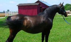 Solid black/bay pure Polish mare with 2 crosses to black. &nbsp;Producer of black color and size. Sired by fortunne by *Fortel. Dam is Ambitious Miss by Opus One(black) by AAF Kaset (National Champion). 14:2 hands. Nice legs, high set neck, nice tail