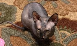 Beautiful black female sphynx. 6 months old.liter box trained. Spaded. Very sweet personality.&nbsp;