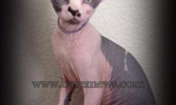 CFA and TICA registered Sphynx kittens ready for homes now. Health guarantee and contract. Parents are scanned for HCM. Please see our site for more details. www.baremews.com Angellina (818)674-3623 tikous@yahoo.com