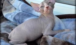 Hooligan Sphynx & Bambinos has several darling sphynx and bambino kittens that are ready for their new homes! Our kittens come UTD on their vaccinations/de-wormings and with a written health & HCM guarantee. We are a TICA & CFA registered Cattery and take