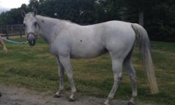 Spring- AVAILABLE FOR IN BARN LEASE! 14.2 grey mare, intermediate rider, total sweetheart! Call 914 666 2607 for more information. On-farm lease at Windsor Farms, Bedford Hills, NY (http://www.facebook.com/pages/Windsor-Farm/236959449677028).
