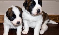 For Sale: We have 2 male St. Bernard Puppies for sale. Mom is on site, Father lives with a family near by. Mom weighs about 130lbs, and dad weighs about 165lbs. The larger pup could be a big boy. Mom is used a therapy dog, Both parents have sweet