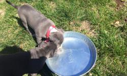 STAFFORDSHIRE TERRIOR PUPS FOR SALE
I have 2 female Staffordshire Terrior pups for sale. They are 12 weeks old and both from the same litter. They have not had their puppy shots yet. The dogs will come with a collar, leash, food/water bowl, bag of dog