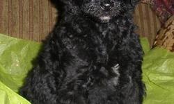 BEAUTIFUL STANDARD POODLE BABIES EIGHT WEEKS OLD BLACKS AND WH ITES BOTH MALES AND FEMALES.. DEW CLAWS OFF TAILS DOCKED.. HEALTH CERT AND SHOTS.. PARENTS ON PREMISES..HYPOALLERGENIC FOR THOSE WHO HAVE ALLERGIES CALM TEMPERMENTS..
JAMESTOWN NY