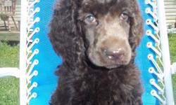 We have two AKC standard poodle puppies both male. Beautiful chocolate color. One is solid and the other has a white strip on chest. They are 8 wk old, vet checked and first set of shots. Tails docked and dewclaws removed.&nbsp;&nbsp;Will be traveling