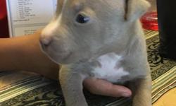 UKC Registered&nbsp;STRONG BULLY BLOODLINES 4&nbsp;week old &nbsp;Champagne,&nbsp;Blues & Tris. $550&nbsp;- please call/text 480-519-9742 for more information.