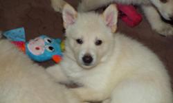WE HAVE A BEAUTIFUL&nbsp;WHITE&nbsp;AKC&nbsp; 3&nbsp;YEAR OLD GERMAN SHEPHERD FOR STUD SERVICE..... WE ARE ASKING $1000 (THE PRICE OF A PUPPY) OR PICK OF THE LITTER. FEMALE MUST BE AKC REGISTERED, UP TO DATE ON ALL VACCINE AND DISEASE FREE. 1/2 OF THE