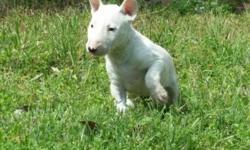 Gorgeous male and female bull terrier puppies. AKC registration with full breeding rights. Great build with awesome head shape! Will make great dog for anyone who wants to show bull terriers or just a great family pet. Will come with first vaccinations,