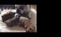 Pets Age : 4 weeks, 4 days old. *
Advert Description : Beautiful bulldog pedigree puppies.
One girl gone - deposit taken.
3 girls and 1 boy will be 8 weeks old and ready to go to new homes on
the 9th November. One girl is white and the rest of the pups