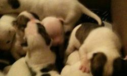 NKC registered champion bloodlines american bulldog puppies males and females available. Males solid white females white with distinctive brindle patches and markings. We have 2 docked Tail females and one docked male available. Very beautiful must see