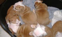 Stunning bulldog puppies available to approved homes only. Fantastic pedigree, AKC registered,5 Generation pedigree, fully vet checked, 4 weeks free insurance, 1st vaccinations and fully wormed up to date,microchipped. Both parents could be seen. text us