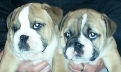 Adorable English bulldog puppies 1 boy and one girl available for adoption. Very chunky and healthy puppies.. Nice straight tails and lovely unique markings.
TEXT ONLY (707) 289-7524