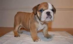 Stunning English Bulldog Puppy Girl For Sale.
ONLY GIRL AVAILABLE!!!! Stunning puppies for sale. KC registered, from top quality pedigree lines. Will leave at age of 8 weeks after vet check, first vaccination, regular worming, food change over and five