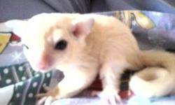 I am small hobby breeder with a USDA License. My gliders are my pets, handled daily, very socialized. I have standard grays, cinnamons ,white face blondes, leucistic, and mosiacs. I do not colony breed and I do have lineage on my colored gliders. I have