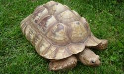 Male and female 16 year old sulcata tortoises. Friendly, handraised, smart, and looking for good caring owner.