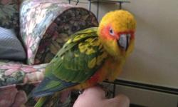 2 year old Sun Conure . Talks a little very smart very nice. Does well with cats dogs and kids. Moving can't take him with us. He comes with his cage and play stand . Looking for loving home who is able to spend a lot of time with him ! please call or