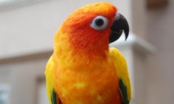 Sweet one year old hand-raised baby!! Gorgeous colored feathers(see photos). Very healthy & she loves fruits & veggies. Work forces sale(too busy for the love). Over $700 invested... Price includes cage!!! $200.00