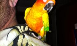 This bird is a friendly nice bird. He is a four year old male. If you hum or sing he will dance. If interested call Steve at: 6
