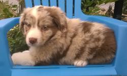 Howdy Folks! I'm Sunkist, the beautiful merle female Australian Shepherd. &nbsp;I am the most adorable little pup ever? They're asking $1150.00 for me. I'll come with shots, worming to date and 2 year health guarantee!&nbsp;I was born on May 10, 2016 and