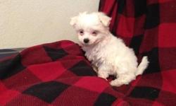 Super adorable cute and lovely Maltese Puppies available
Beautiful Maltese babies due! They will be
very small. Will have cute teddy bear face,
square, coby body and short legs. My puppies are
very friendly, playful, and super cute! House
training will be