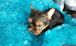 Description: 3 Little Girls Available... Puppies are Extremely Adorable... With The Cutest Personalities and Faces!
They Are All Girls...
Mom Weight- 4 lbs
Daddy Weight - 3.5 Lbs
LAST 2 PICS OF PARENTS
Parents are My Pets!!!
These Puppies are 11 wks of