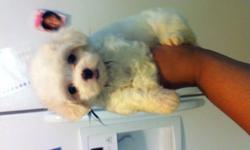 Super cute Maltese puppies registered, shots, wormed $375 318-655-1428