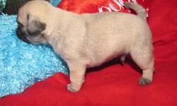 Super Health Pug Puppies Available NOW
CONTACT&nbsp;&nbsp; (313) 723-5160&nbsp;&nbsp;&nbsp;&nbsp; FOR MORE INFO AND PICS