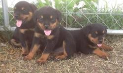 Super litter of Beautiful pups from excellent champion bloodlines! Tails have been docked, dewclaws removed, up to date on vaccinations,and wormed. These are all German bloodline with great pedigrees, dark eyes, excellent temperament,and outstanding