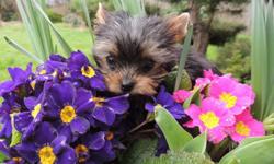 Pure Breed, 9 weeks old, very Tiny, T-cup, AKC, Yorkshire Terrier puppies available for sale.Two puppies is $850 and two other is $950. AKC Registration and Three Generation Pedigree available with additional fee. Dewclaws and tails have been done, first