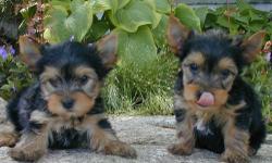 Dream Babies await their forever home so dont hesitate to take these amazing babies home, black and tan. Come with paperwork and free insurance. 10 weeks old today mum and dad have excellent pedigree on both sides. Mum is family pet and dad belongs to my