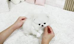 Beautiful Colors Tiny Micro Pomeranian Puppies Available for New Homes >> They are exquisite white and Black Pomeranian puppies available. Short, square bodies, triple coats and amazing faces. They are so beautiful and top qualities. Very nice