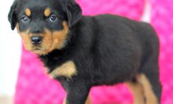 Sweet and&nbsp;Solid Rottweiler puppies now ready to go. for more pics and information do TEXT US BACK AT # x443 x 343 x 2826 ///// @ x443 x 343 x 28 26&nbsp;