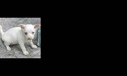 chihuahua puppy is now availlable for free to any interested person please contact me for more details