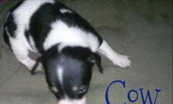 Here is Cow, he is an adorable black & white chihuahua. he will be about 5 pounds. he is very sweet and loves warm comfortable places to sleep. He will be ready around April 26th. Please any questions ask. $25 non refundable deposit to hold him.&nbsp; Mom