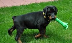 Charming Doberman Puppies Available For Lovely Homes,We have a
litter of Doberman Puppies .There is 2 females and 1 male left.
They are ready for their forever homes now,OH!! PLEASE (210) 876-5815