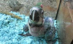 I have the cutest baby Blue and Gold Macaws that are 5 and 6 weeks old. The babies are starting to pin in feathers and are wonderful when it comes to hand feeding. They are very easy to feed and very loveable.
I have three to choose from and I am asking