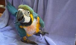 Sweet, adorable babies. &nbsp;Hand feeding now. We accept Master Card/ Visa and offer payment plans. Shipping is available. Please visit our website for more information.
www.exoticparrots.net
&nbsp;