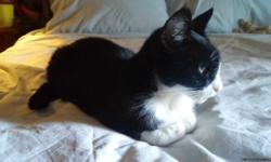 Hi my name is Kat-kat I am a 13 years young lady (cat) I am petite and my coat is coal black and brilliant white. I have a white nose, throat, belly and feet. I am very shiny. I love to make biscuits and I purr like a motorboat. and I love attention. I