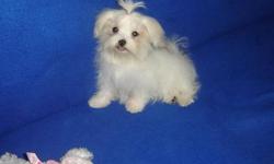 Free AKC Reg maltese if interested text (952) 491-4574