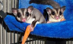 Sweet Sugar Glider Couple for Sale. ACE, the male is neutered and almost 2 years old. The female (Lilly) is just over a year. Both are tame and very sweet. I have new responsibilities and just so disappointed that I don't have the time any longer to spend