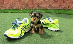 This&nbsp; Yorkie pup is of Excellent Quality & Temperament with kids, Cats and Adults. The Puppy has been De-Wormed,Vaccinated, Micro-chipped, Vet checked & given basic obedience training. This is just the puppy of your dreams. if you are interested in
